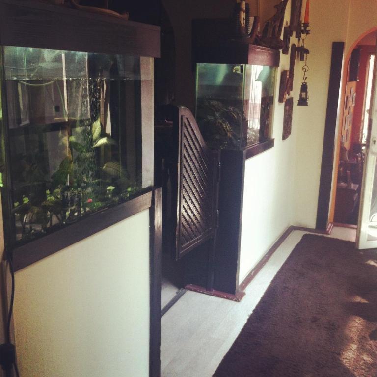 Vila Monica Bed & Breakfast Târgu-Mureş Dış mekan fotoğraf