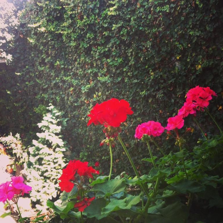 Vila Monica Bed & Breakfast Târgu-Mureş Oda fotoğraf